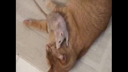 Котка И Мишка Каква Любов