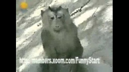 Маймуна която не харесва камерите
