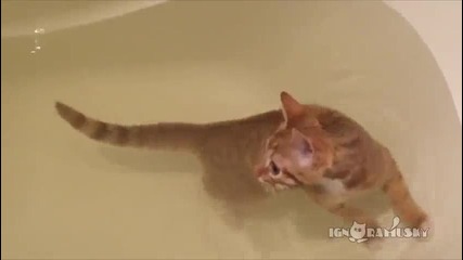 Котенце плувец! {хихи}
