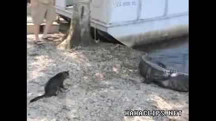 Котка предизвиква алигатор