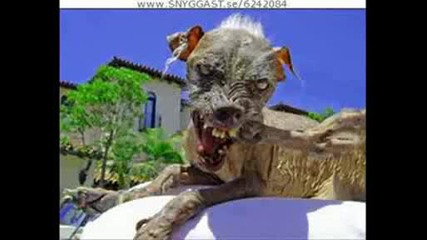 Funny animals