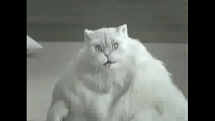 Dicke Katze will abnehmen 