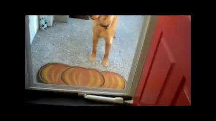 Кучето мисли че има стъкло и не смее да мине