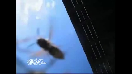 Angry Bees Swarm Video Camera 