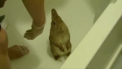 Зайче си взема душ!