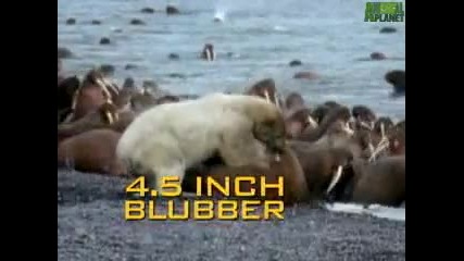 Animal Face - Off Polar Bear vs. Walrus 