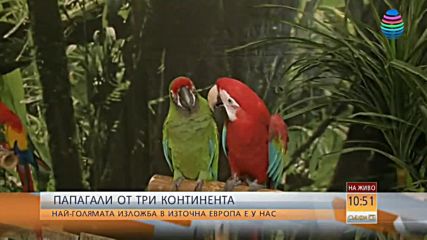 Папагали от три континента - във Велико Търново