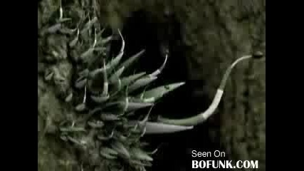 Такава Е Природата