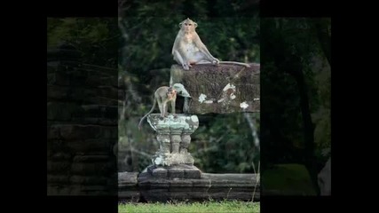 Angkor Wat