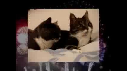 Funny Cats Sing New Years