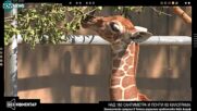 180 СМ: Зоопаркът в Чикаго посреща жирафче гигант