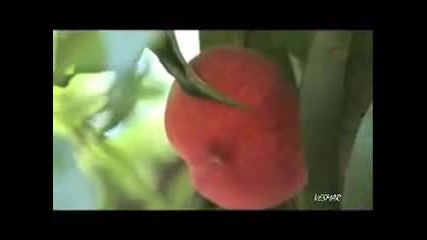 Diana Ekspres – Nasledstvo (dve praskovi i dve chereshi)