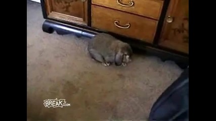 Шегаджиите (част2) Животинска любов 