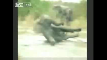 озверял слон напада хора на сафари