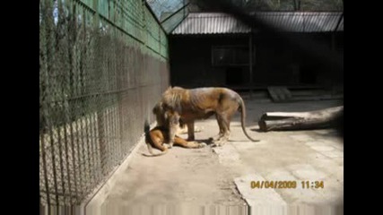 Оръфаният лъв в Благоевградския zoo 