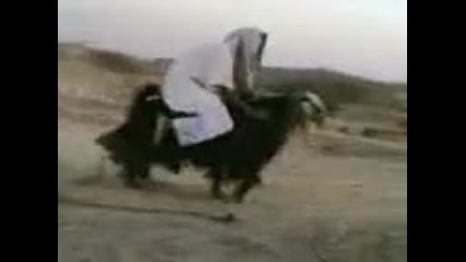 Смешен арабин язди козел 