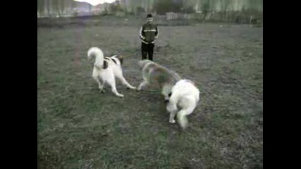 Българско Овчарско Куче