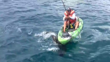 Рибар хвана акула с въдица !