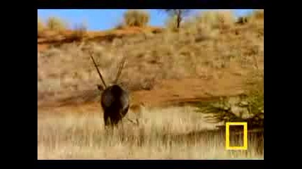 Cheetah Vs. Gemsbok