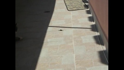 Коте си играе с бръмбар