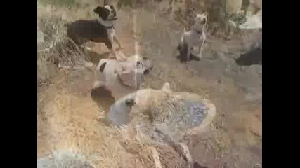 Сладко кученце плаче :d