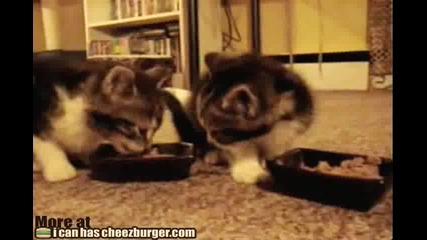 Kitteh Om Nom Nom