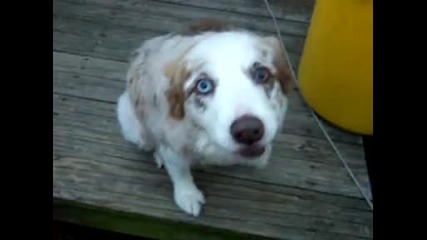 crazy dog 