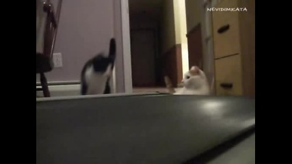 Котешки Неволи 