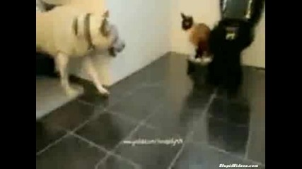 the cat (u.f.o) 