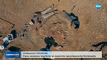 Откриха останки от гигантска костенура