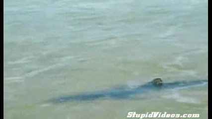 Акула излиза на брега !!!!! 