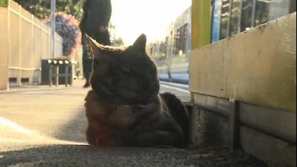 Котка , която чака стопанката си на Гарата!