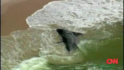 Гигантска акула изхвърлена на брега