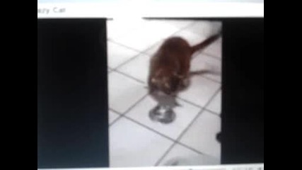 Crazy Cat