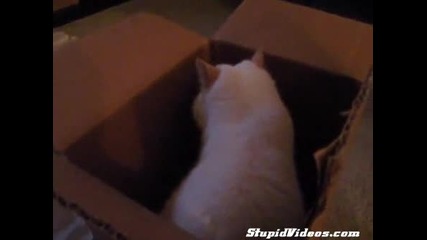 Котка докосва абосолютно всичко - смях 