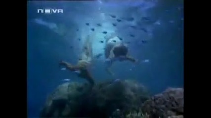 Making Love - The Blue Lagoon 
