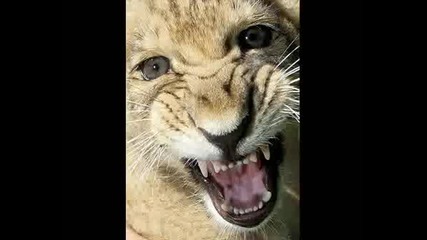 Сладки Животинчета.wmv