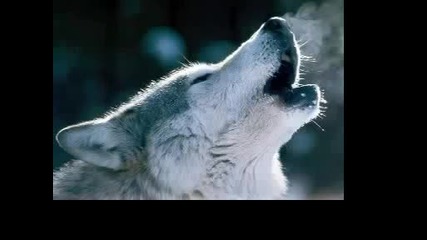 Виещи вълци