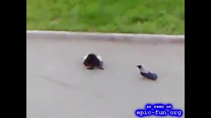 Гарга Срещу Котки