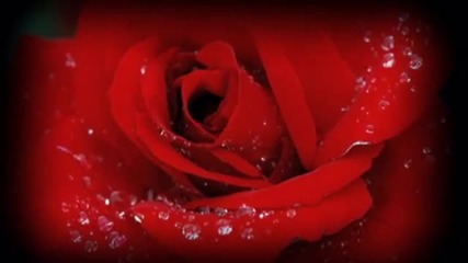 Armik - Red Rose
