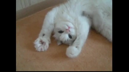 Work That Body Cat