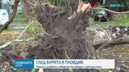 След бурята в Пловдив: Служби и граждани обединиха сили в разчистването на града