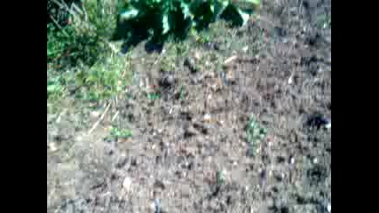 Lale Devri 2015 Hd