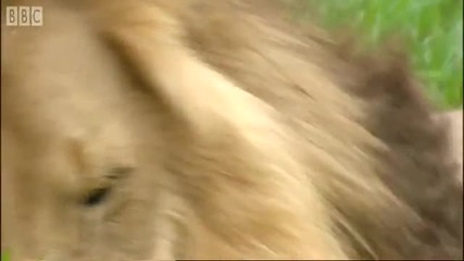 Attacked by a lion! - Extreme Animals - Bbc Earth 
