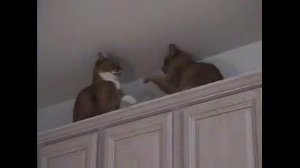 Котки - бои 