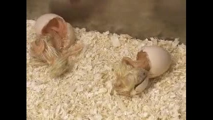 излюпване на пиленце 