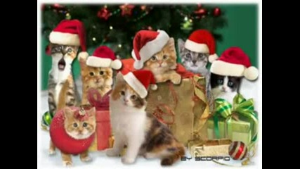 Котки пеят Коледни песни § Смях § 