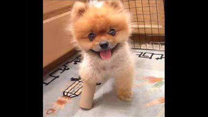 Very Funny Dogs 