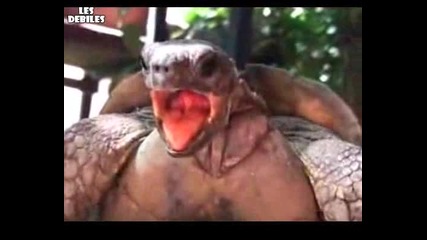 Див секс между костенурки