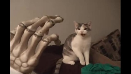 Коте съсъка срещу злото